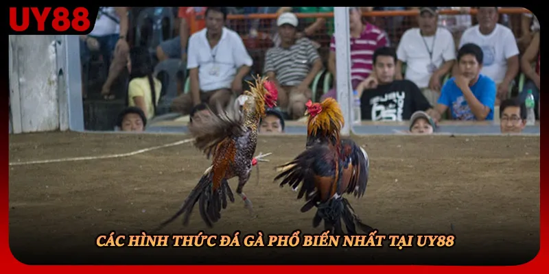 Các hình thức đá gà phổ biến nhất tại UY88