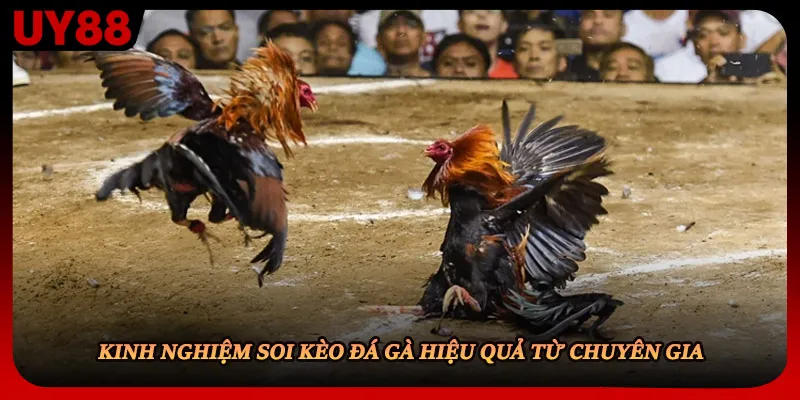 Kinh nghiệm soi kèo đá gà hiệu quả từ chuyên gia